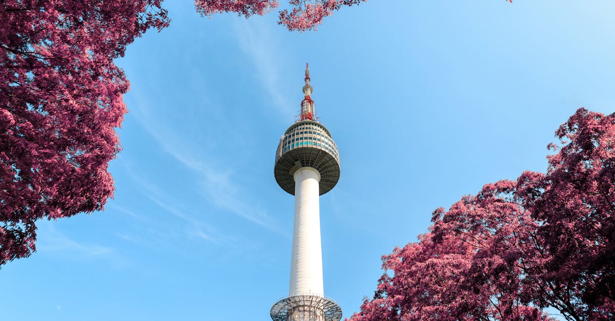 A stunning view of N Seoul Tower surrounded by pink foliage under a clear blue sky in Seoul, South Korea.